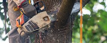 Best Fruit Tree Pruning  in Naples, UT