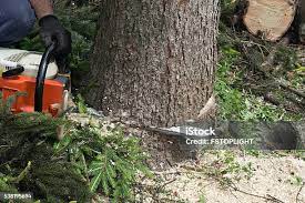 Best Emergency Tree Removal  in Naples, UT