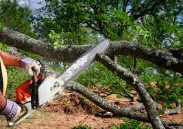 Best Storm Damage Tree Cleanup  in Naples, UT