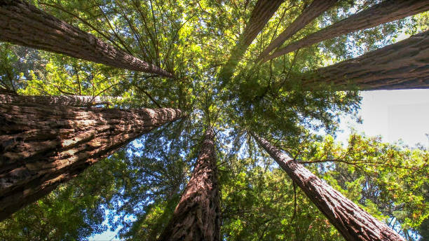 Best Tree Maintenance Programs  in Naples, UT