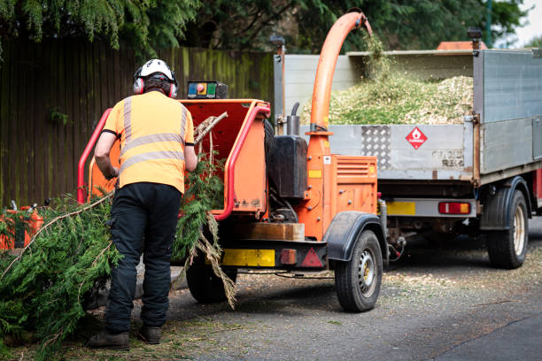 Best Firewood Processing and Delivery  in Naples, UT