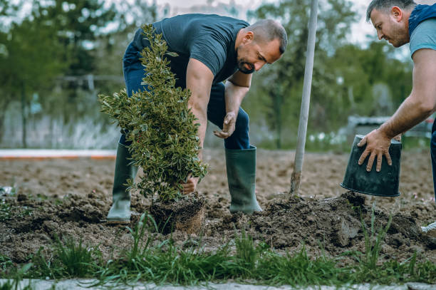 Best Lawn Drainage Solutions  in Naples, UT