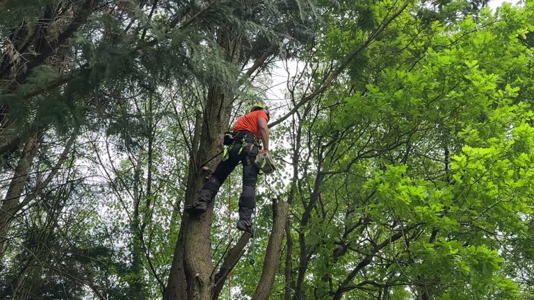 Best Leaf Removal  in Naples, UT