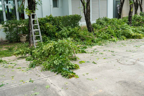 Best Lawn Irrigation Installation and Maintenance  in Naples, UT