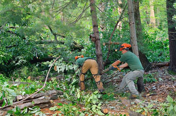 Best Tree Health Inspection  in Naples, UT