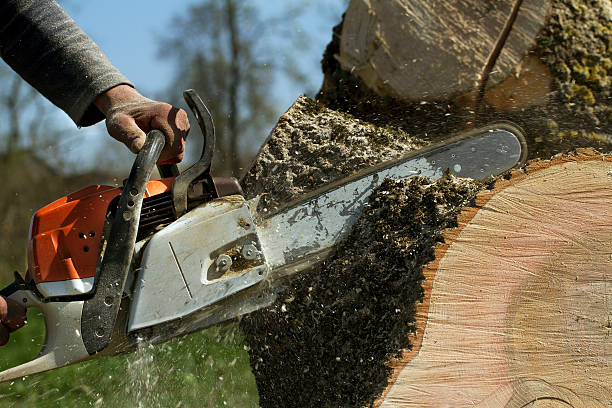 Best Arborist Consultation Services  in Naples, UT